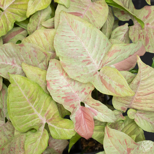 Syngonium pink spot *Growers choice*