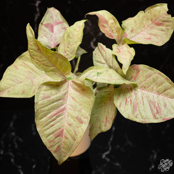 Syngonium pink spot *Growers choice*