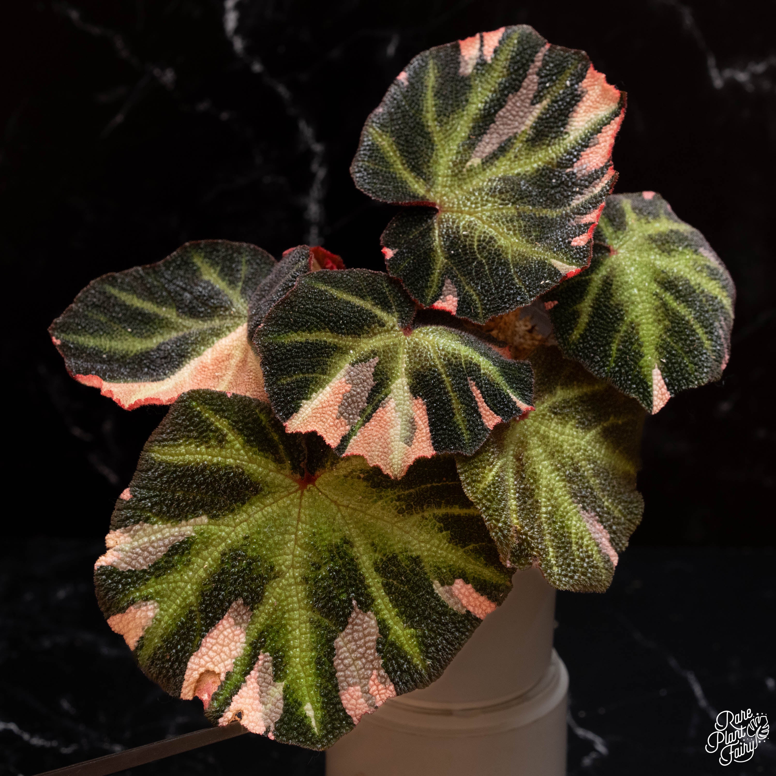 succulent begonia Begonia Soli-mutata variegated (Sun-changing Begonia) *Growers Choice*