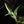 Load image into Gallery viewer, Rhaphidophora megasperma variegated (A17)
