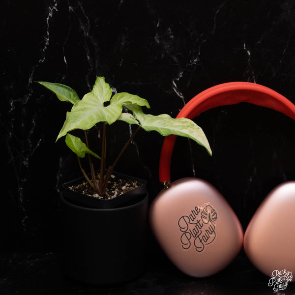 Syngonium angustatum albo variegated *Grower's Choice*