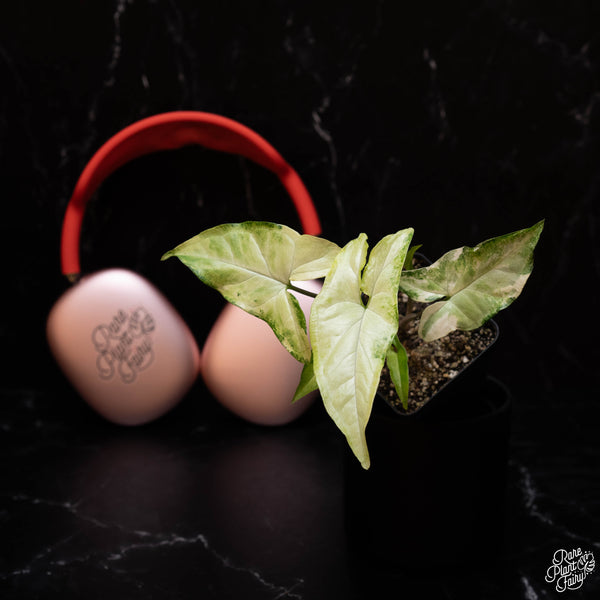 Syngonium angustatum albo variegated *Grower's Choice*