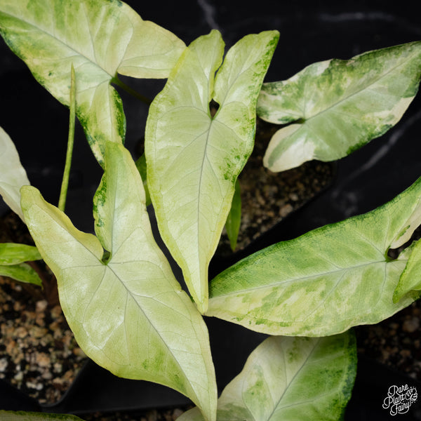 Syngonium angustatum albo variegated *Grower's Choice*