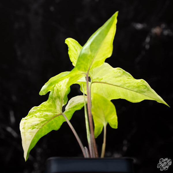 Syngonium angustatum albo variegated *Grower's Choice*
