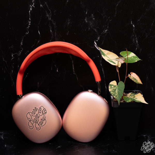 Fallopia multiflora variegated *Grower's Choice*