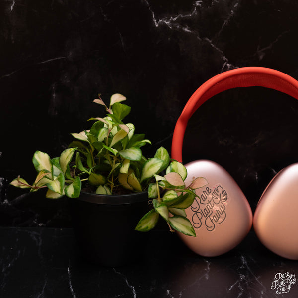 Hoya heuschkeliana inner variegated *Grower's Choice*