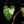 Load image into Gallery viewer, Philodendron mamei albo variegated (A18)
