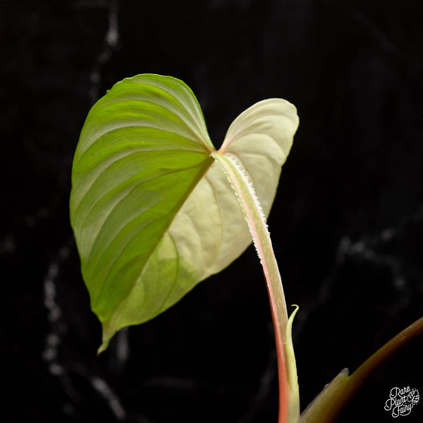 Philodendron mamei albo variegated (A18)