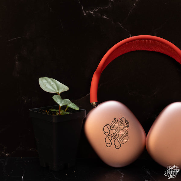 Anthurium luxurians 'Platinum' *Grower's Choice*