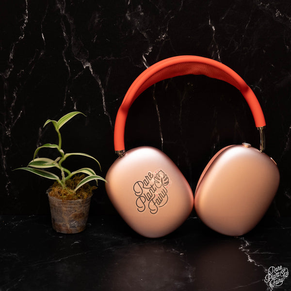 Planifolia "Vanilla Bean" variegated orchid *Grower's choice*