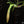 Load image into Gallery viewer, Philodendron holtonianum aurea variegated (A18)
