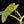 Load image into Gallery viewer, Philodendron ilsemanii (A18) *Kunzo lineage*
