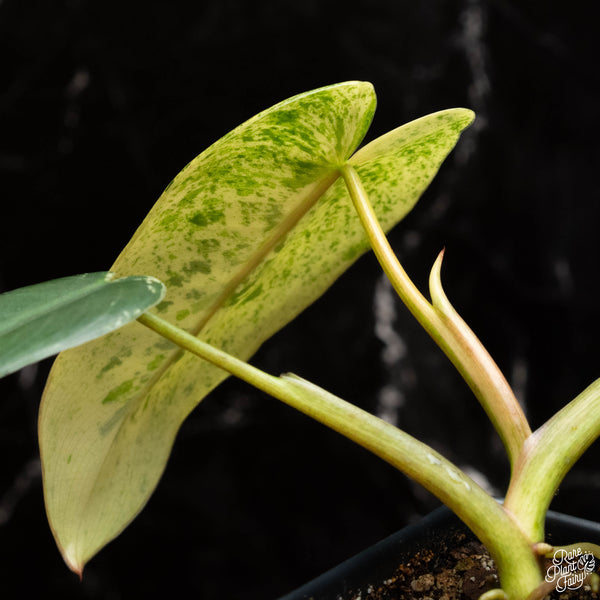 Philodendron ilsemanii (A18) *Kunzo lineage*
