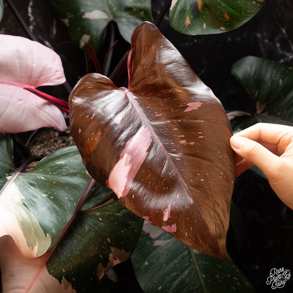 Philodendron 'Red Anderson' XL *Flowering size* (B18)