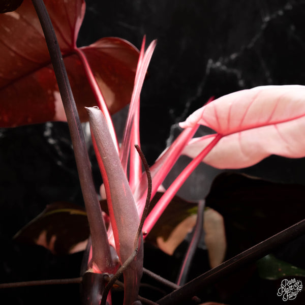 Philodendron 'Red Anderson' XL *Flowering size* (B18)