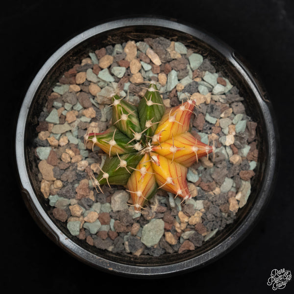 Gymnocalycium mihanovichii variegated cactus
