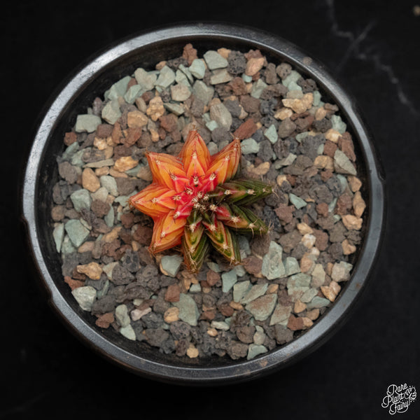 Gymnocalycium mihanovichii variegated cactus