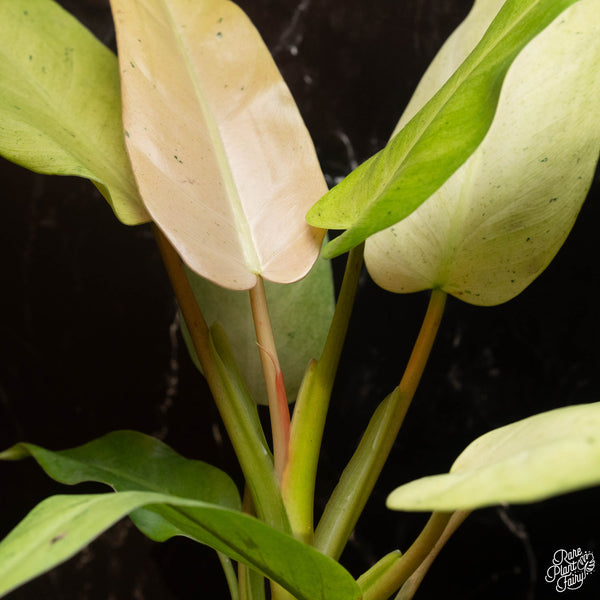Philodendron 'Whipple Way' (A18) *Thai clone*