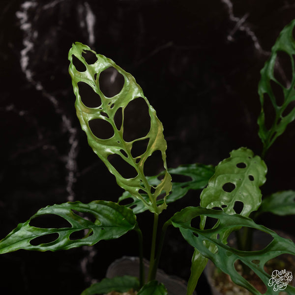 Monstera Obliqua 'Peru' *Grower's Choice*