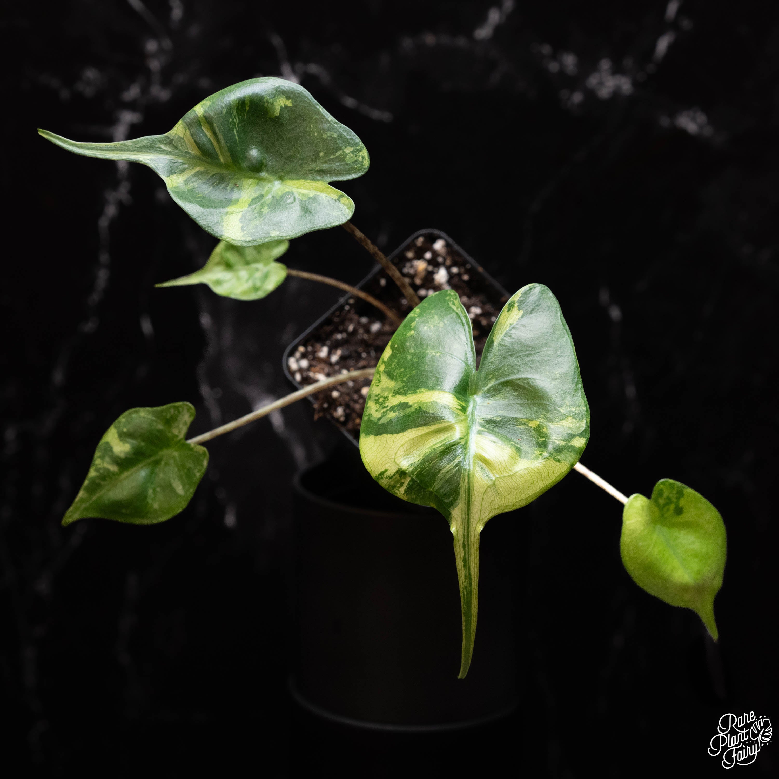 philodendron stingray Alocasia macrorrhiza 'Stingray' variegated *Grower's Choice*
