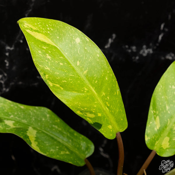 Philodendron 'Golden Goddess' marble variegated (A18)