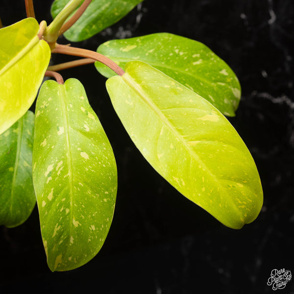 Philodendron 'Golden Goddess' marble variegated (A18)