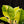 Load image into Gallery viewer, Philodendron Moonlight variegated (A18)
