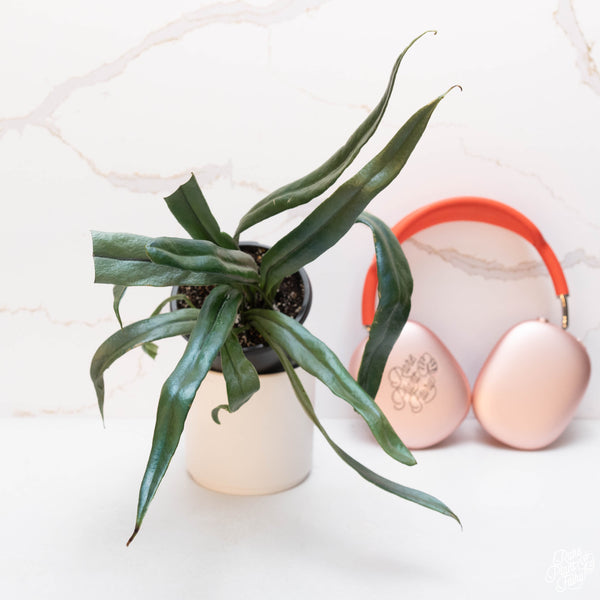 Microsorum thailandicum 'Blue Oil Fern' *Grower's choice*