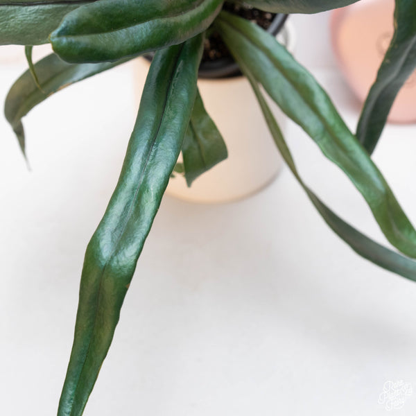 Microsorum thailandicum 'Blue Oil Fern' *Grower's choice*