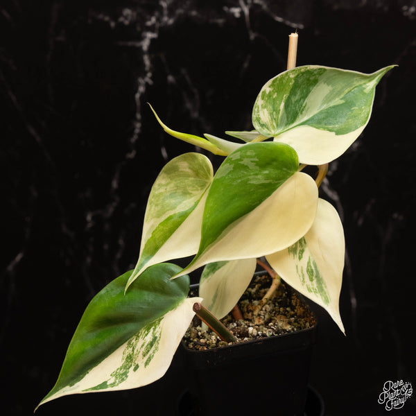 Philodendron hederaceum albo variegated heartleaf (A18)