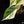 Load image into Gallery viewer, Philodendron hederaceum albo variegated heartleaf (A18)
