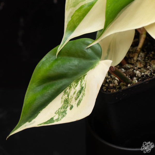 Philodendron hederaceum albo variegated heartleaf (A18)