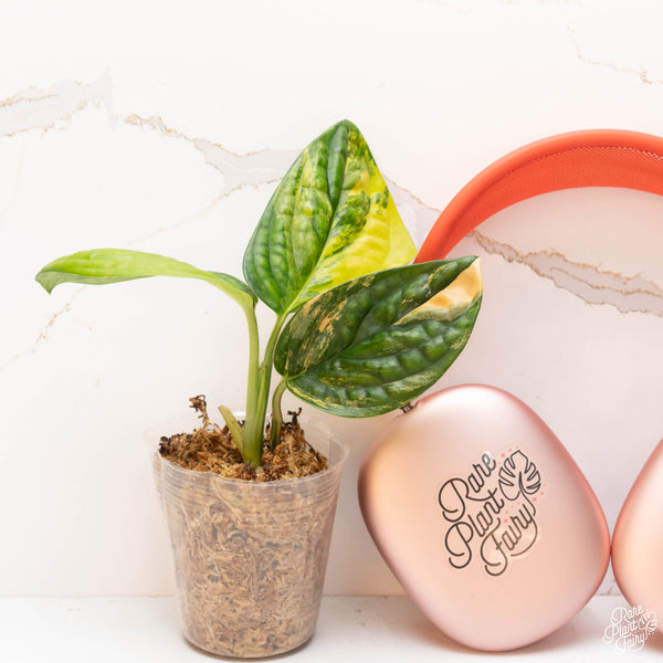 Monstera sp. 'Peru' Variegated *Grower's Choice*