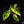 Load image into Gallery viewer, Monstera adansonii sp. &#39;Double Windows&#39; aurea variegated (D18)
