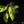 Load image into Gallery viewer, Monstera adansonii sp. &#39;Double Windows&#39; aurea variegated (D18)
