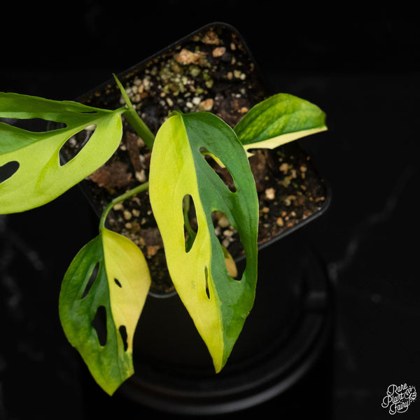 Monstera adansonii sp. 'Double Windows' aurea variegated (D18)