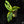 Load image into Gallery viewer, Monstera adansonii sp. &#39;Double Windows&#39; aurea variegated (E18)
