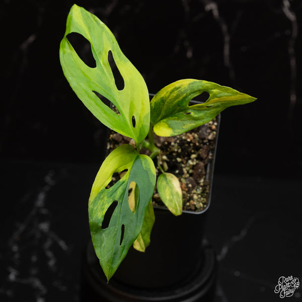 Monstera adansonii sp. 'Double Windows' aurea variegated (E18)