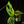Load image into Gallery viewer, Monstera adansonii sp. &#39;Double Windows&#39; aurea variegated (E18)

