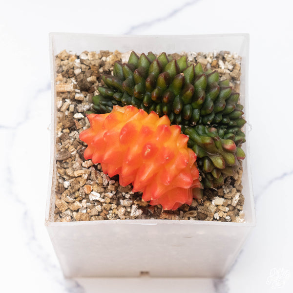 Gymnocalycium mihanovichii Inermis Cristata ‘Spineless’ variegated cactus
