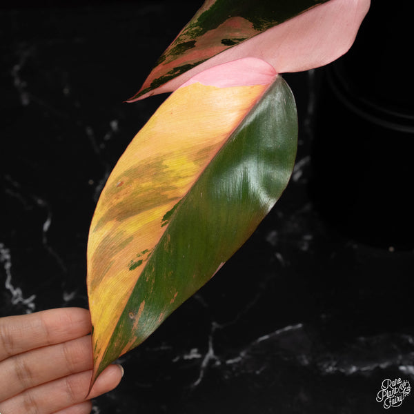 Philodendron 'Pink Princess of Fire' (aka tricolor pink princess) (A18)