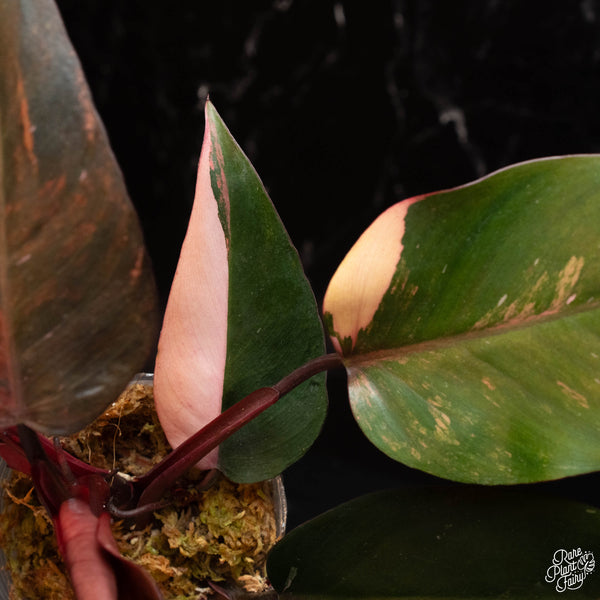 Philodendron 'Pink Princess of Fire' (aka tricolor pink princess) (A18)