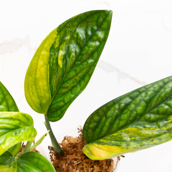 Monstera sp. 'Peru' Variegated *Grower's Choice*