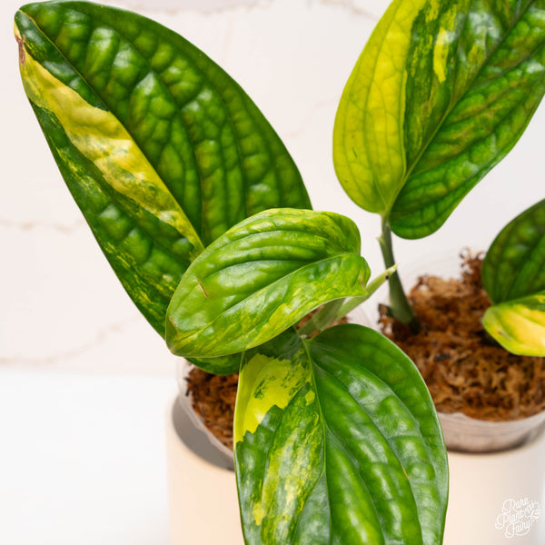 Monstera sp. 'Peru' Variegated *Grower's Choice*