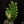 Load image into Gallery viewer, Zamioculcas zamifolia zz variegated (A18)

