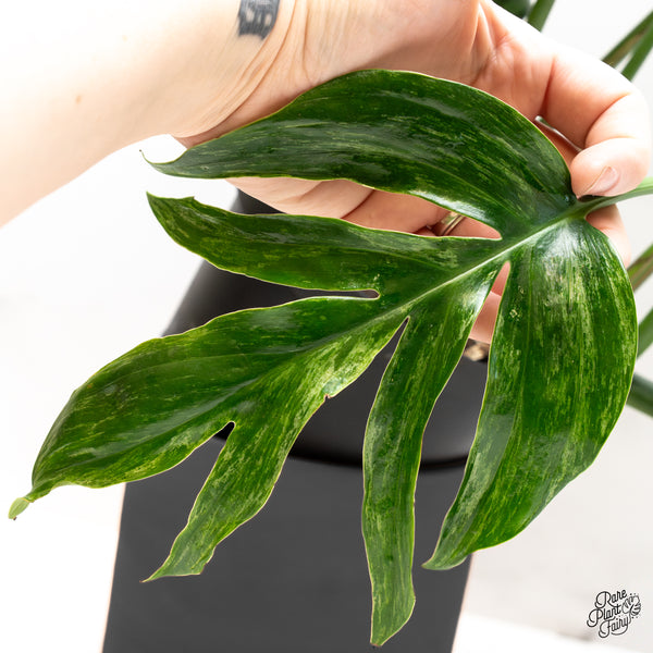 Rhaphidophora Decursiva Variegated
(Dragon's Tail) *Grower's choice*