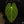 Load image into Gallery viewer, Anthurium papillilaminum hybrid (B18) *large leaves*
