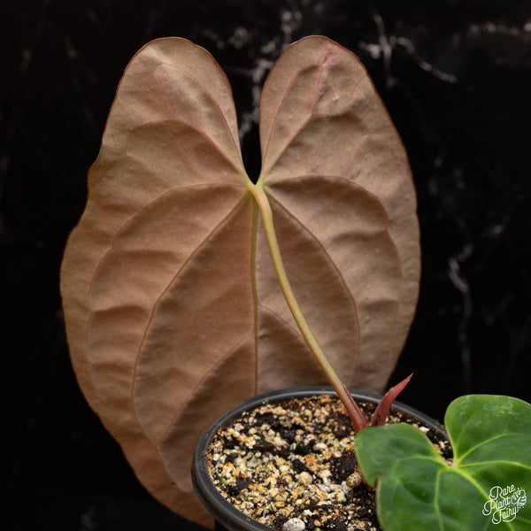 Anthurium papillilaminum hybrid (B18) *large leaves*