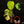 Load image into Gallery viewer, Monstera deliciosa aurea variegated (small form/borsigiana) (A18)
