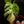 Load image into Gallery viewer, Monstera deliciosa aurea variegated (small form/borsigiana) (A18)
